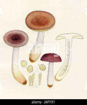 *Russula puellaris* est une espèce de champignon appartenant à la famille des Russulaceae. Il est reconnu pour ses caractéristiques distinctives, souvent trouvées dans les zones boisées de climats tempérés, contribuant à la biodiversité des espèces fongiques. Banque D'Images