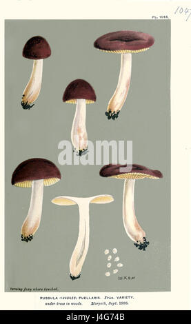 Russula puellaris, une espèce de champignon, a été décrite pour la première fois par Cooke. Cette espèce fongique fait partie de la famille des Russulaceae et est reconnue pour ses caractéristiques distinctes en mycologie. Banque D'Images