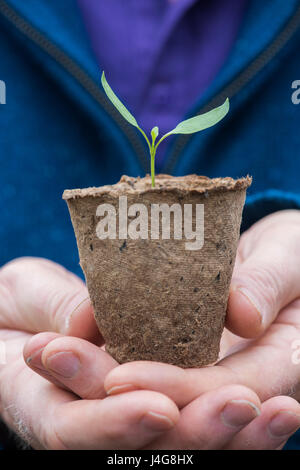 La tenue d'un jardinier semis de plantes de piment dans un petit pot biodégradable en avril. UK Banque D'Images