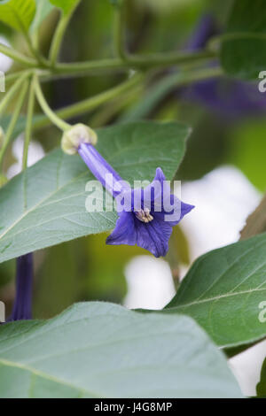 Iochroma grandiflorum fleurs Banque D'Images