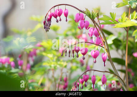 Lamprocapnos spectabilis. Cœurs Banque D'Images