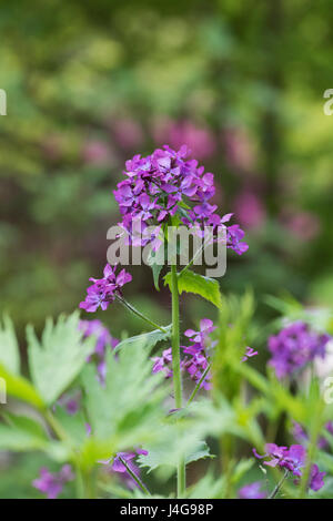 Lunaria annua. L'honnêteté des fleurs Banque D'Images