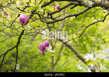 Magnolia x soulangeana 'Lennei'. Saucer magnolia 'Lennei' fleurit en avril. Banque D'Images