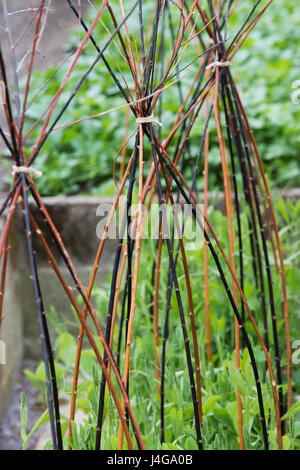 Stick naturel trames wigwam pour soutenir les petits pois récemment plantés au printemps. UK Banque D'Images