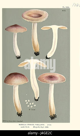 'Russula puellaris' est une espèce de champignon décrite par Mordecai Cubitt Cooke en 1886. L'illustration met en valeur les caractéristiques distinctives du champignon, contribuant ainsi aux études mycologiques et à la compréhension de la diversité fongique. Banque D'Images