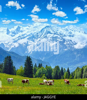 Les vaches du troupeau sur des pâturages en fleurs pittoresque calme glade et Mont Blanc massif de montagne Alpes (tranquilité vallée de Chamonix, France, vue de Plaine Joux Banque D'Images