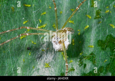 Araignée d'eau (Hygropoda lineata), assis sur son sac, l'extrême nord du Queensland, Australie, Queensland, FNQ Banque D'Images