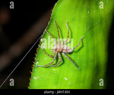 Brown Spider Huntsman (Heteropoda jugulans), Far North Queensland, Australie, Queensland, FNQ Banque D'Images