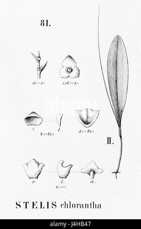 Stelis découpe de Flora Brasiliensis chlorantha 3481 fig II Banque D'Images