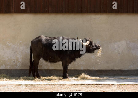 Close-up d'un buffle d'eau (Bubalus bubalis). Banque D'Images