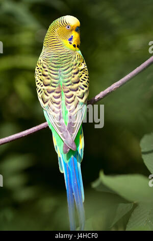 Green perruche ondulée (Melopsittacus undulatus) assis sur une branche. Banque D'Images