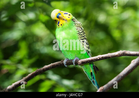 Green perruche ondulée (Melopsittacus undulatus) assis sur une branche. Banque D'Images