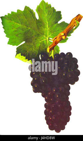 La Syrah est une variété de raisin de vin rouge, principalement cultivée en France et en Australie. Il est utilisé pour produire des vins riches et audacieux connus pour leur couleur profonde et leurs saveurs complexes. Banque D'Images