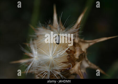 Silybium marianum, également connu sous le nom de chardon-Marie, est une espèce végétale trouvée dans le Botanischer Garten Mainz. Il est connu pour ses fleurs violettes distinctives et ses propriétés médicinales, en particulier dans la santé du foie. Banque D'Images