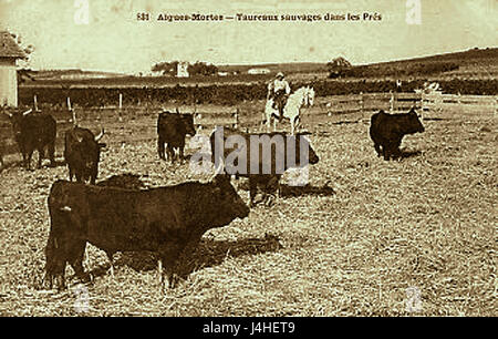 Aigues-mortes est une ville historique fortifiée du sud de la France, connue pour ses remparts médiévaux et ses tours. Le terme « Taureaux » désigne la tradition de la tauromachie qui se déroule dans la région, notamment en Camargue, située à proximité. La ville et ses environs sont riches en patrimoine culturel et en beauté naturelle. Banque D'Images