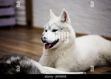 Chiot Husky Sibérien à la vie avec un chien. Banque D'Images