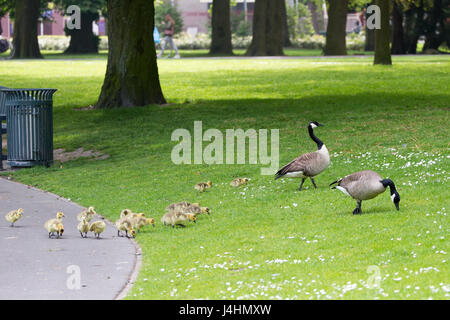 Deux Bernaches du Canada (Branta canadensis) avec leurs poussins à Valkenberg Park à Breda, Pays-Bas Banque D'Images