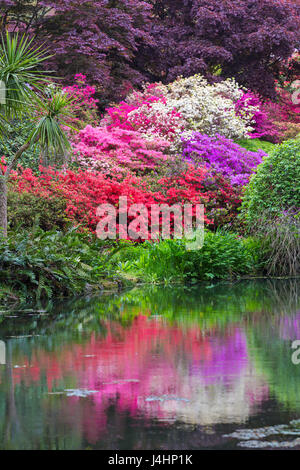 De superbes rhododendrons et azalées reflète dans l étang à Exbury Gardens, parc national New Forest, Hampshire en mai Printemps Banque D'Images