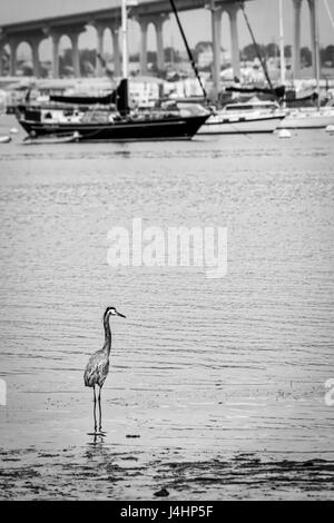 Une grue debout dans l'eau Parc Tidewater à Coronado, en Californie. Banque D'Images