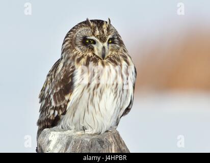 Un hibou des marais est assis sur un piquet à l'Seedskadee National Wildlife Refuge, 28 janvier 2017 à Green River, Wyoming. (Photo par Tom Koerner /USFWS via Planetpix ) Banque D'Images