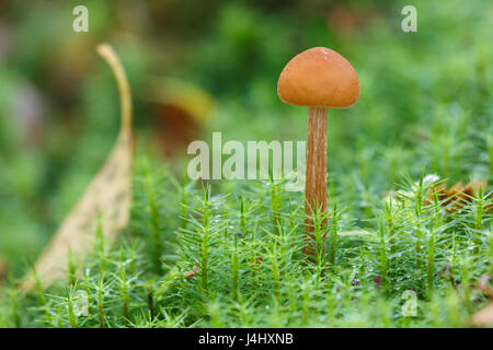 Petit champignon poussant à partir de mousse Polytric commun, Meathop Moss Nature Reserve, Cumbria, octobre. Banque D'Images