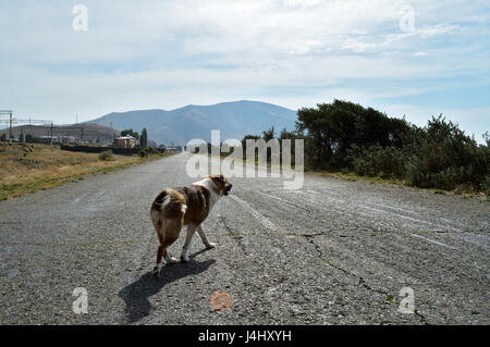 Chien errant sans domicile marche sur la route Banque D'Images