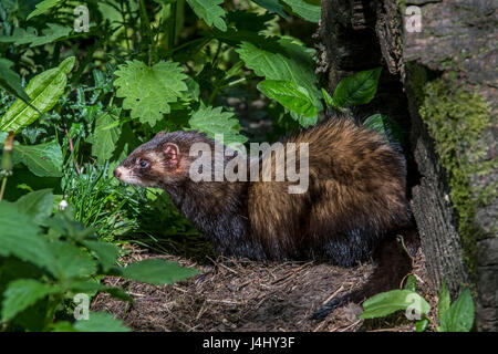 Le putois d'Europe (Mustela putorius) laissant nichent dans tronc d'arbre creux dans la forêt Banque D'Images