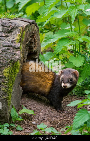 Le putois d'Europe (Mustela putorius) sortant de tronc d'arbre creux en nid en forêt Banque D'Images