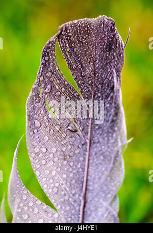 Gouttes de pluie sur plume gris Banque D'Images