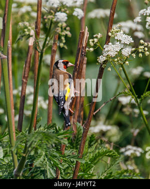 Chardonneret (Carduelis carduelis) Banque D'Images