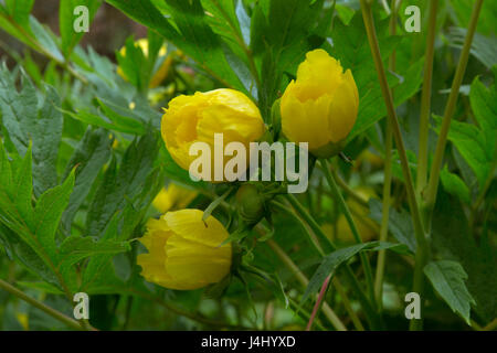 Fleurs jaune d'arbre ou Moutan Peony Paeonia delavayi ludlowii Banque D'Images