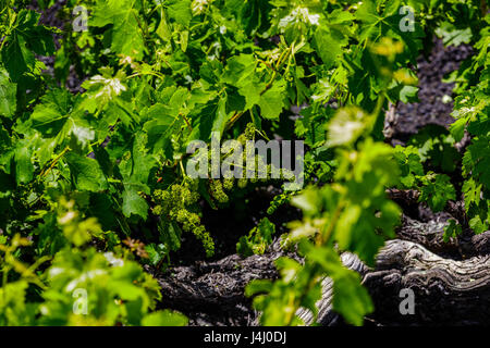 Raisins de croître dans la lave de Lanzarote. Banque D'Images
