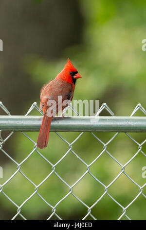 Le Cardinal rouge mâle assis sur un jardin clôture. Banque D'Images