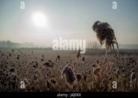 Frosty matin - Roseaux contre le ciel Banque D'Images