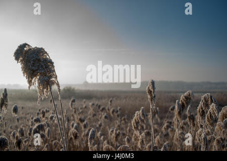 Frosty matin - Roseaux contre le ciel Banque D'Images