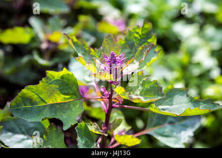 Quinoa (Chenopodium quinoa) Banque D'Images