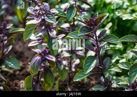 Purple Basil (Ocimum basilicum) poussant dans le jardin Banque D'Images