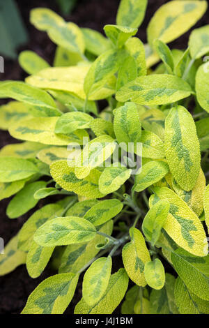 Sauge (Salvia officinalis) plante poussant dans un jardin Banque D'Images