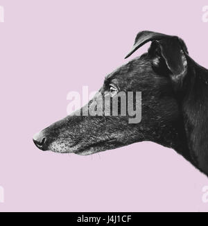 Profil Chiens Greyhound noir isolé sur un fond rose pastel Banque D'Images