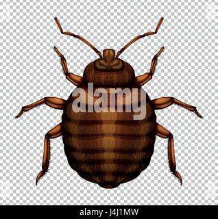 Brown bug sur fond transparent illustration Illustration de Vecteur