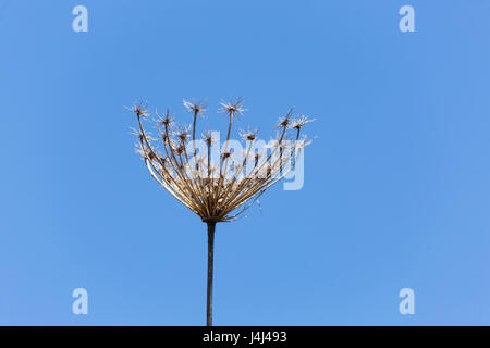 Plante sauvage à sec sur fond bleu. Plan horizontal avec lumière naturelle. Banque D'Images