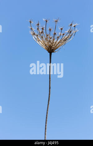 Plante sauvage à sec sur fond bleu. Tir vertical avec lumière naturelle. Banque D'Images