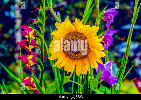 Un lumineux jardin jaune tournesol, Helianthus annuus L, est flanquée de deux tiges de glaïeul de couleur vive en pleine floraison. Banque D'Images