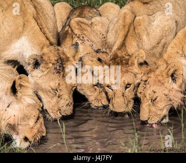 Belle faune Africaine Banque D'Images