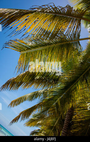 Palmiers sur le ciel des Caraïbes sur l'île de Saona dans les Caraïbes Banque D'Images