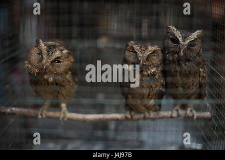 Les hiboux en cage au marché aux oiseaux Ngasem de Yogyakarta, Java, Indonésie. Banque D'Images