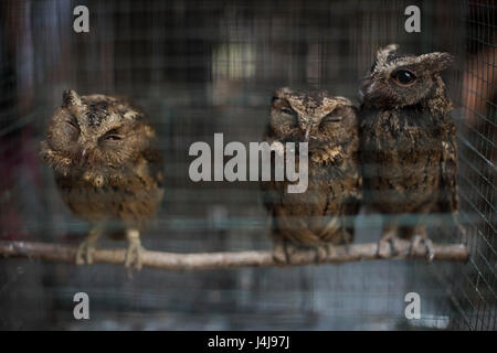 Les hiboux en cage au marché aux oiseaux Ngasem de Yogyakarta, Java, Indonésie. Banque D'Images