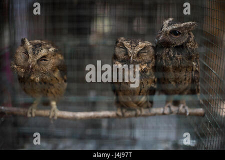 Les hiboux en cage au marché aux oiseaux Ngasem de Yogyakarta, Java, Indonésie. Banque D'Images