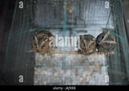 Les hiboux en cage au marché aux oiseaux Ngasem de Yogyakarta, Java, Indonésie. Banque D'Images