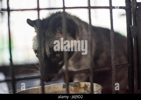 Palm civet asiatique, Yogyakarta, Java Idonesia. Banque D'Images